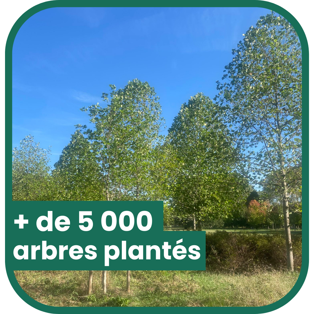 PLus de 5000 arbres plantés