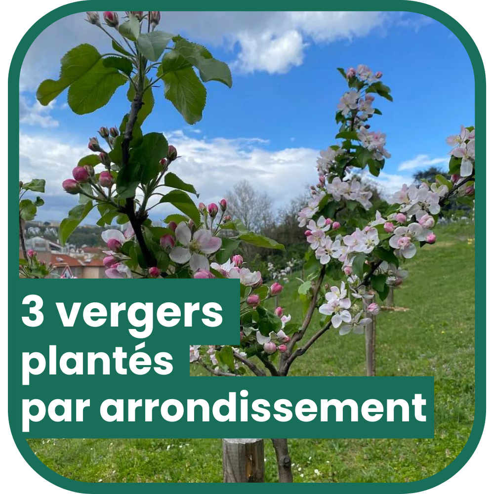 3 vergers plantés par arrondissement